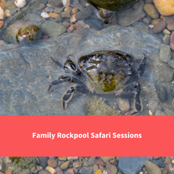 a crab in a rockppol, text reads "family rockpool safari sessions"