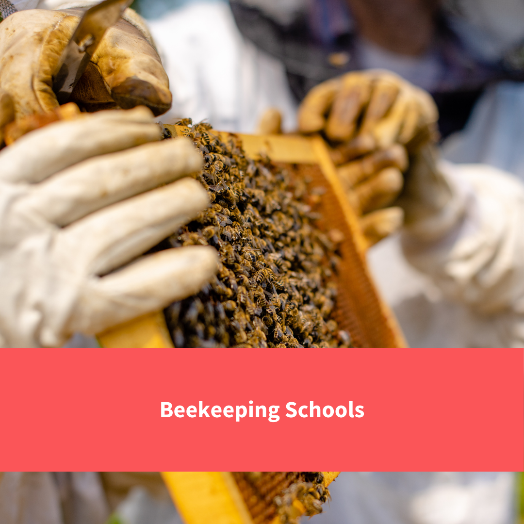 beekeeper, text reads "beekeeping in schools"