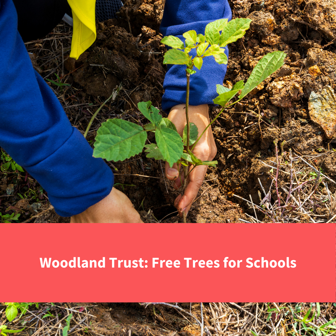 child planting tree, text reads "woodland trust, free trees for schools"