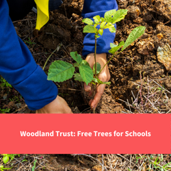 child planting tree, text reads "woodland trust, free trees for schools"