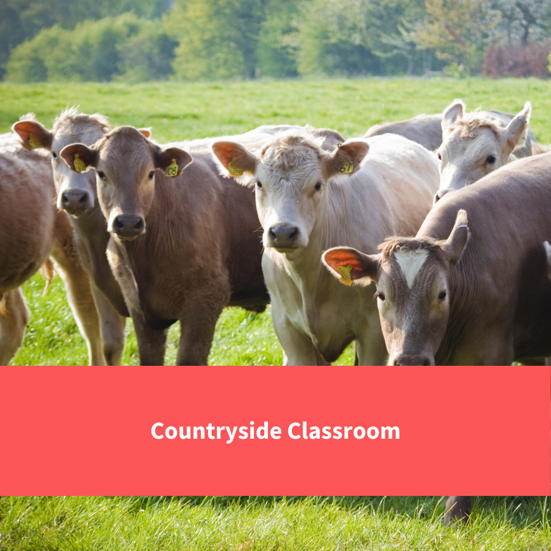 cows, text reads "countryside classroom"