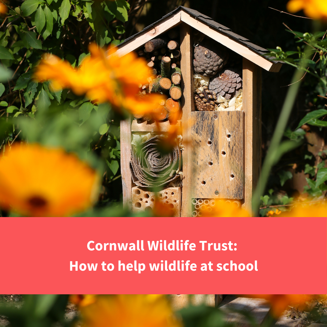 bug hotel, text reads cornwall wildlife trust, wildlife at school"