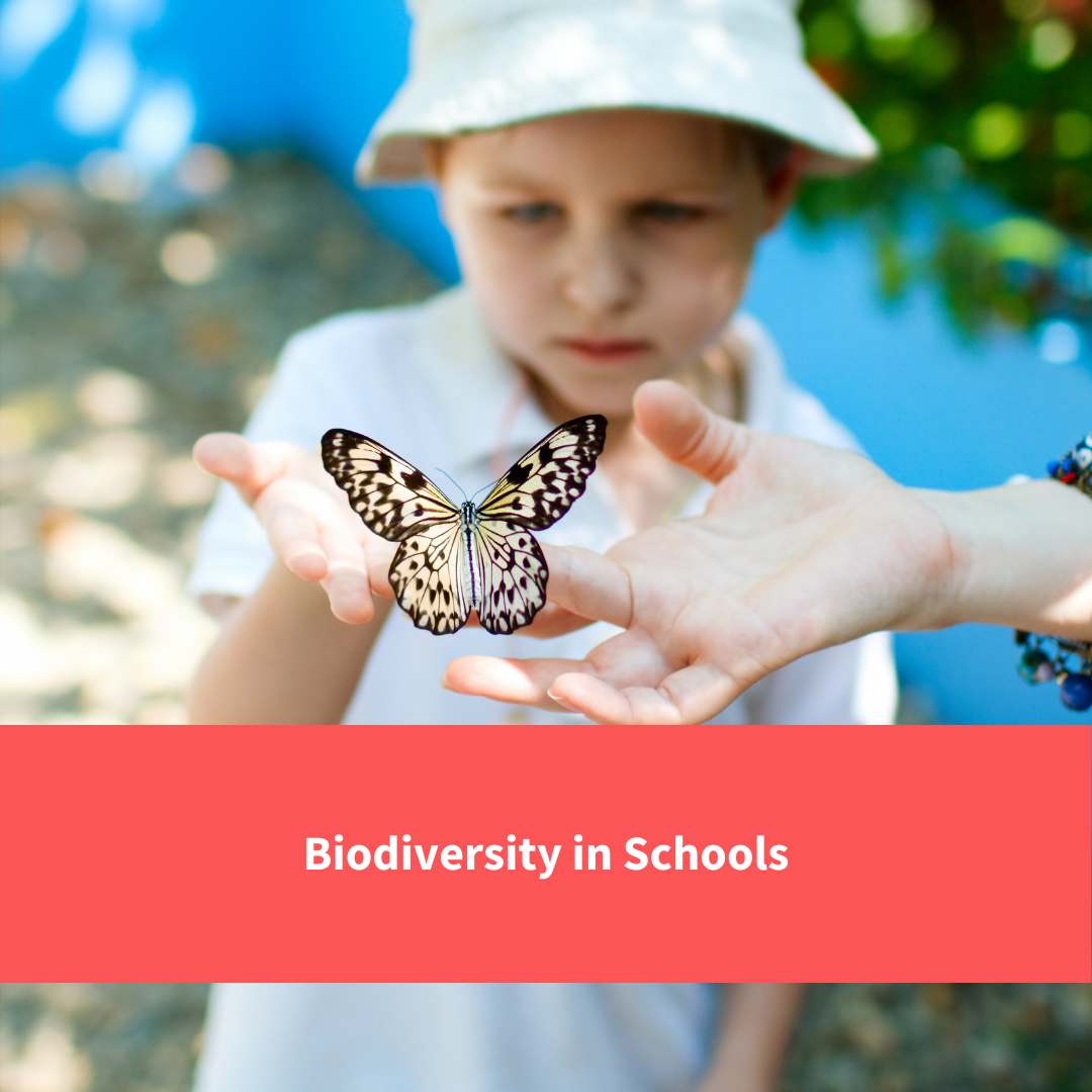 child holding a butterfly, text reads "biodiversity in schools"